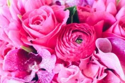 Hot Pink Romance -Flower Gift Shop hot pink 2 of 5