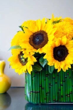 Here Comes The Sun 9 Here Comes The Sun -Flower Gift Shop hs081216 4