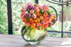 The Jewels Of Tulip 11 The Jewels Of Tulip -Flower Gift Shop js041116 1 1