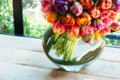 The Jewels Of Tulip 10 The Jewels Of Tulip -Flower Gift Shop js041116 2