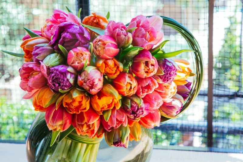 The Jewels Of Tulip 4 The Jewels Of Tulip - Image 2