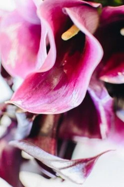 Call Of The Calla Lilies 11 Call Of The Calla Lilies -Flower Gift Shop kaylee calla 1 of 6