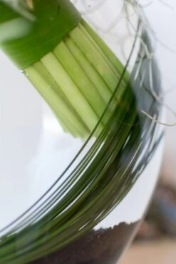 Call Of The Calla Lilies 10 Call Of The Calla Lilies -Flower Gift Shop kaylee calla 2 of 6