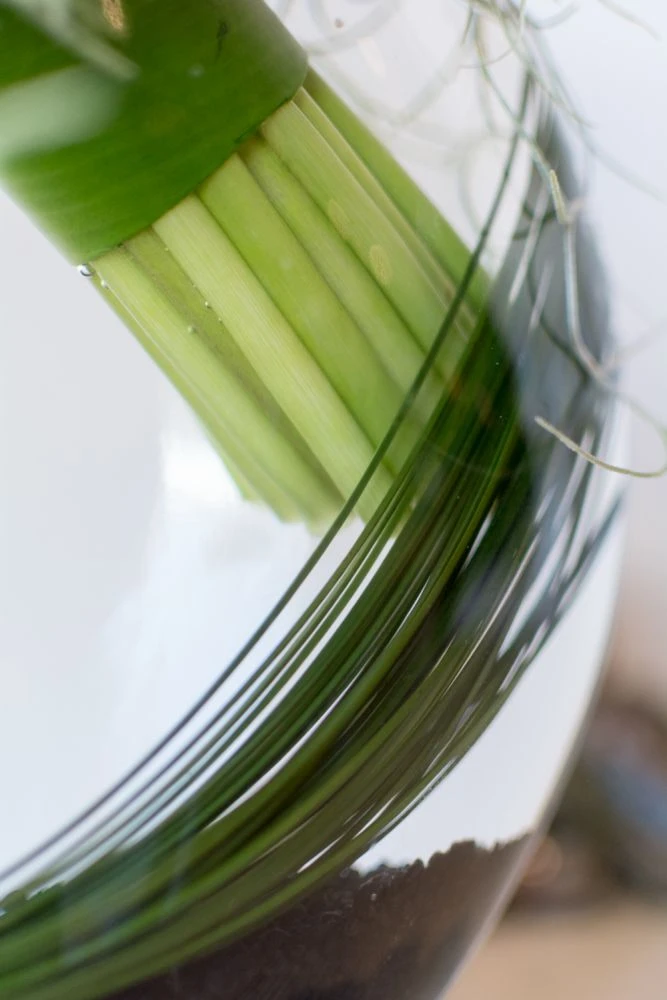 Call Of The Calla Lilies 6 Call Of The Calla Lilies - Image 4