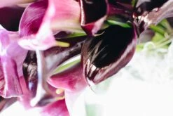 Call Of The Calla Lilies 9 Call Of The Calla Lilies -Flower Gift Shop kaylee calla 6 of 6