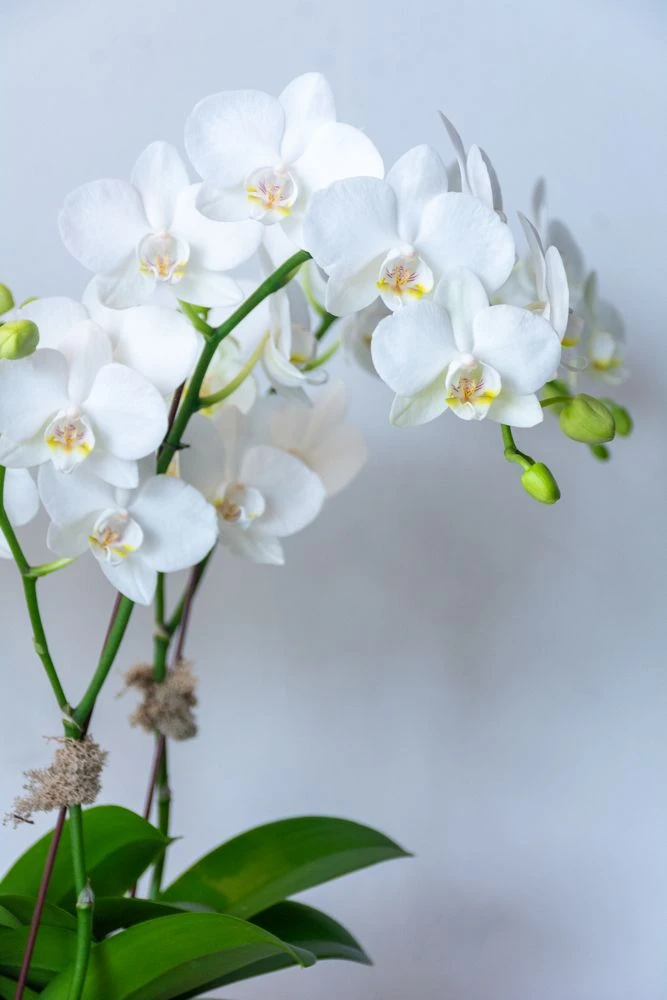 La Madeleine Anduze 5 La Madeleine Anduze - Image 3