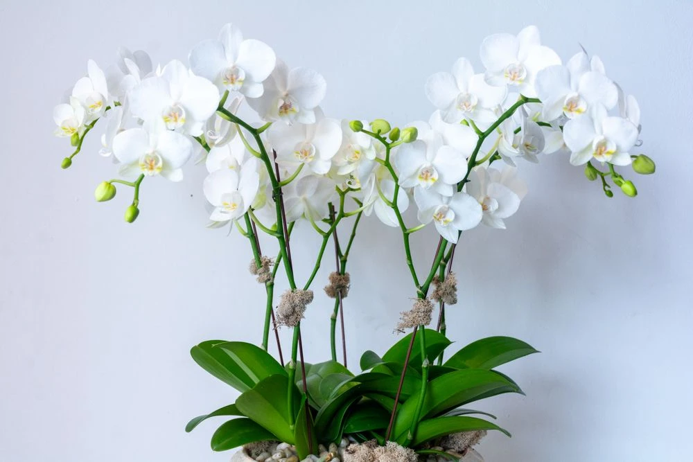 La Madeleine Anduze 6 La Madeleine Anduze - Image 4