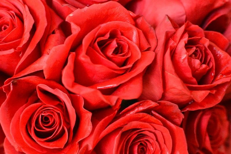 Le Rouge 6 Le Rouge - Image 4