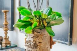 Miss Sunshine -Flower Gift Shop misssunshine1