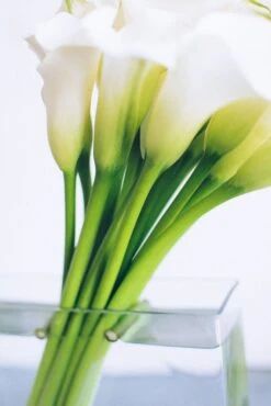 The Broad -Flower Gift Shop modern 2