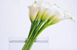 The Broad -Flower Gift Shop modern 6