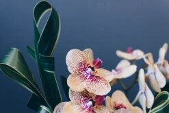 A Modern Masterpiece -Flower Gift Shop modern orchid 4 of 8