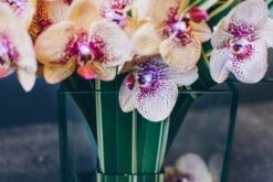 A Modern Masterpiece -Flower Gift Shop modern orchid 5 of 8