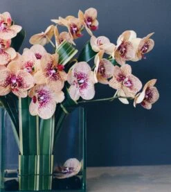 A Modern Masterpiece -Flower Gift Shop modern orchid 7 of 8