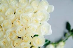 Moon Over Kyoto 8 Moon Over Kyoto -Flower Gift Shop moonoverkyoto1