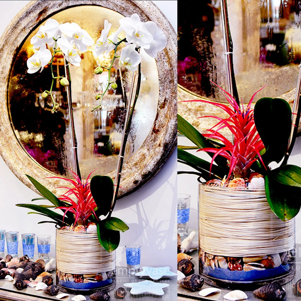 Mr. Mrs. Orchid 3 Mr. Mrs. Orchid