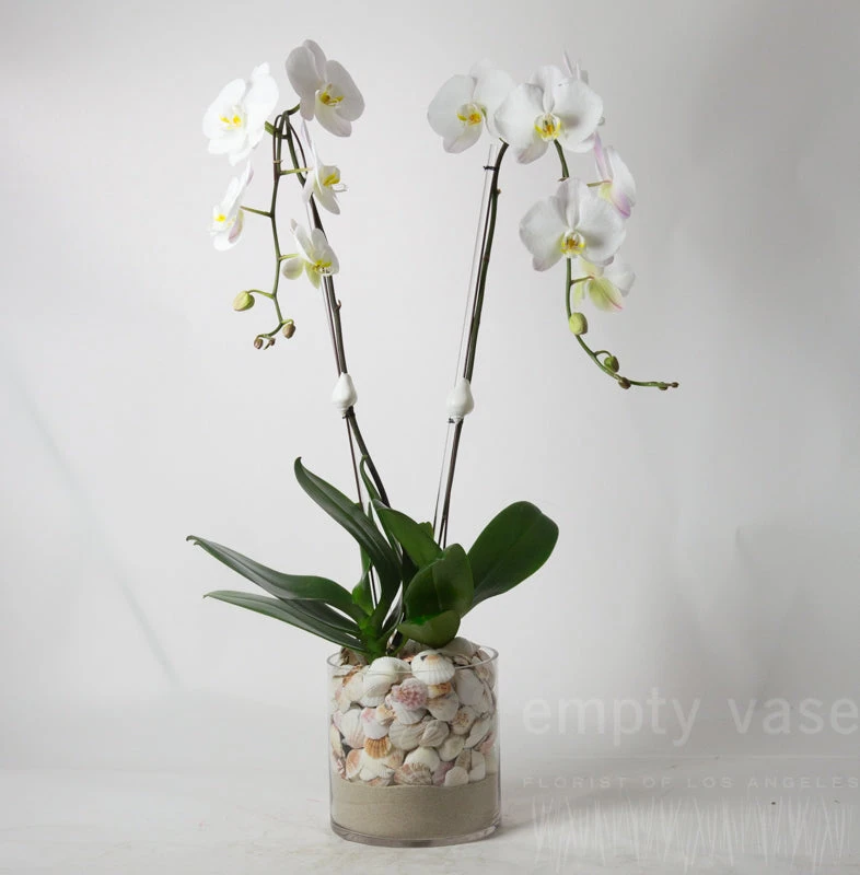 Orchid Waterfront 3 Orchid Waterfront