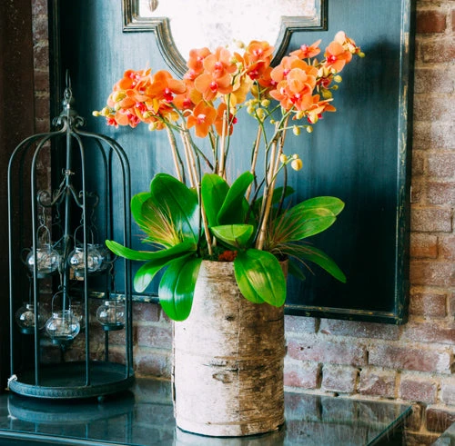 The Coral Orchid Lake 3 The Coral Orchid Lake