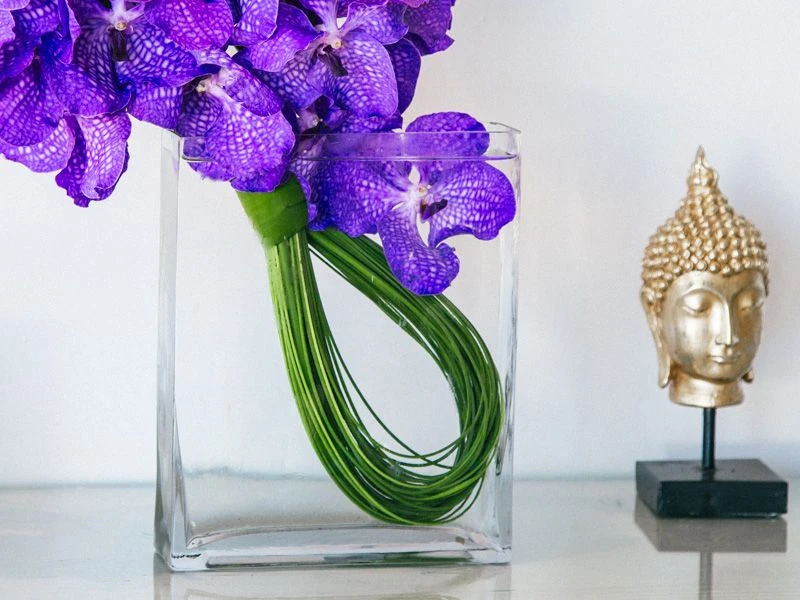 The Orchid Infinity 4 The Orchid Infinity - Image 2