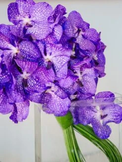 The Orchid Infinity 7 The Orchid Infinity -Flower Gift Shop oo070716 3