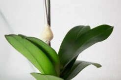 Orchid Abyss -Flower Gift Shop orchidabyss2