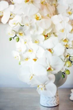 Orchid Ikebana -Flower Gift Shop orchidkebana1