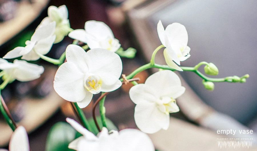 Orchid Oasis 4 Orchid Oasis - Image 2