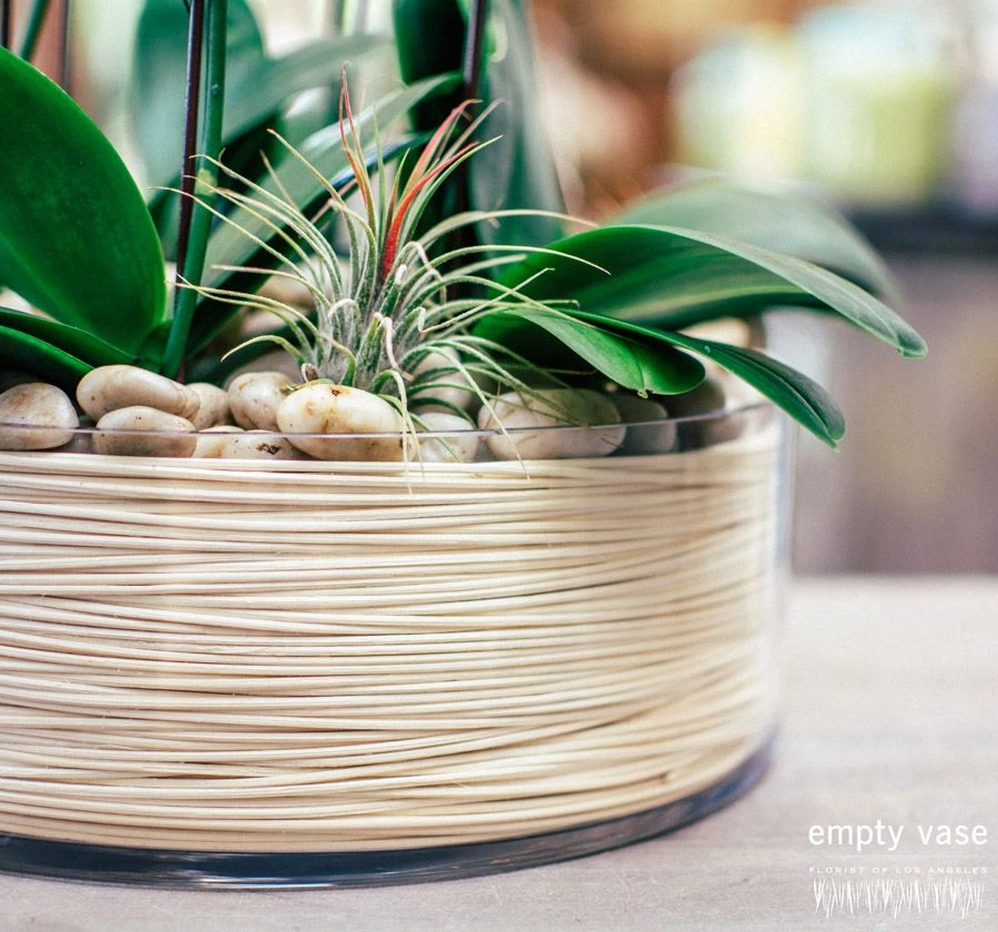 Orchid Oasis 5 Orchid Oasis - Image 3