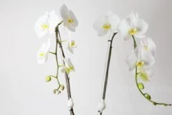 Orchid Waterfront 8 Orchid Waterfront -Flower Gift Shop orchidwaterfront1