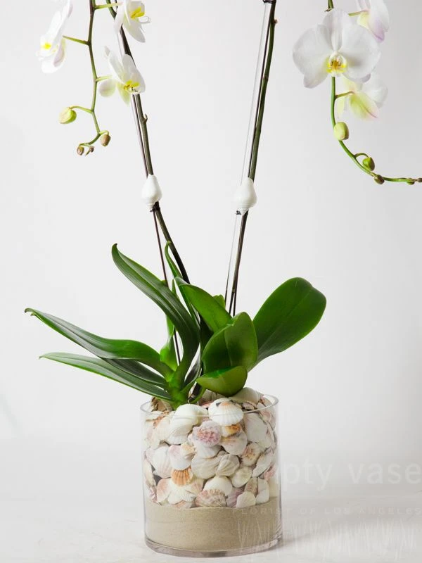 Orchid Waterfront 6 Orchid Waterfront - Image 4