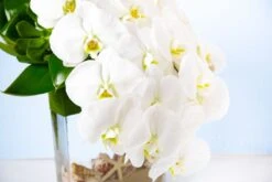 White Orchid Waterfalls -Flower Gift Shop ow051616 5