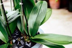 Pastel Premonition -Flower Gift Shop pastelpremonition1