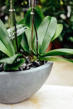 Pastel Premonition -Flower Gift Shop pastelpremonition2