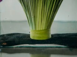 The Playa Jardin 9 The Playa Jardin -Flower Gift Shop pj071216 4