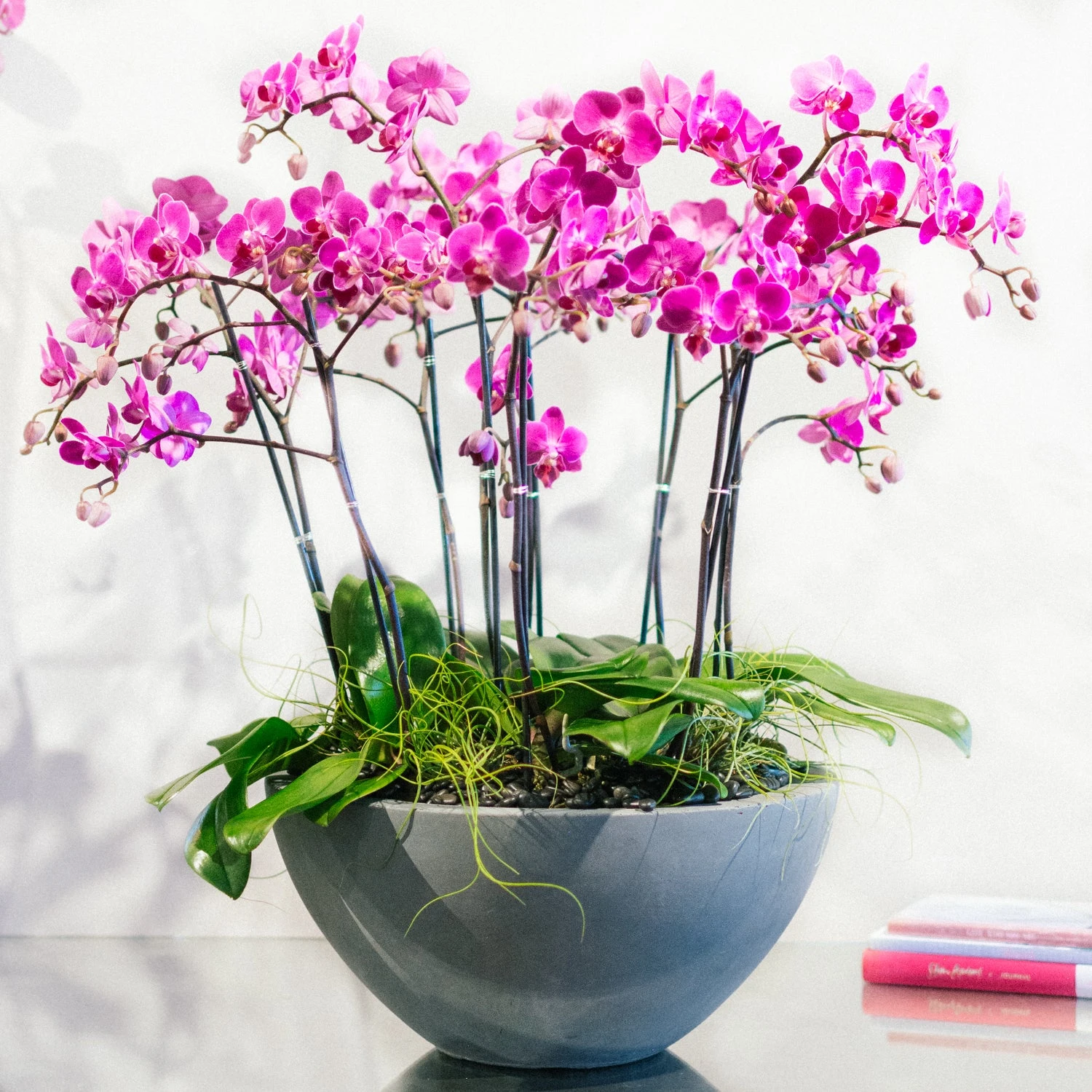 Dance Of The Sugar Plum Orchid 3 Dance Of The Sugar Plum Orchid