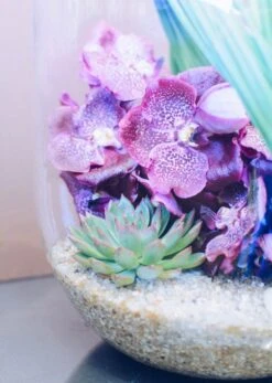 Magenta Oasis 8 Magenta Oasis -Flower Gift Shop purple terrarium 1 of 5