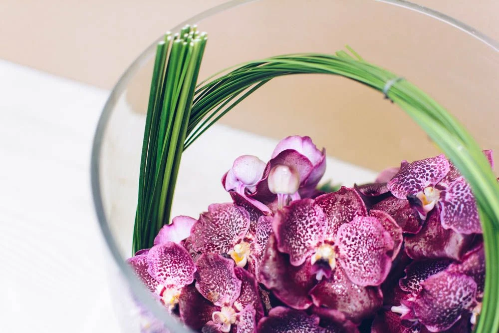 Magenta Oasis 4 Magenta Oasis - Image 2