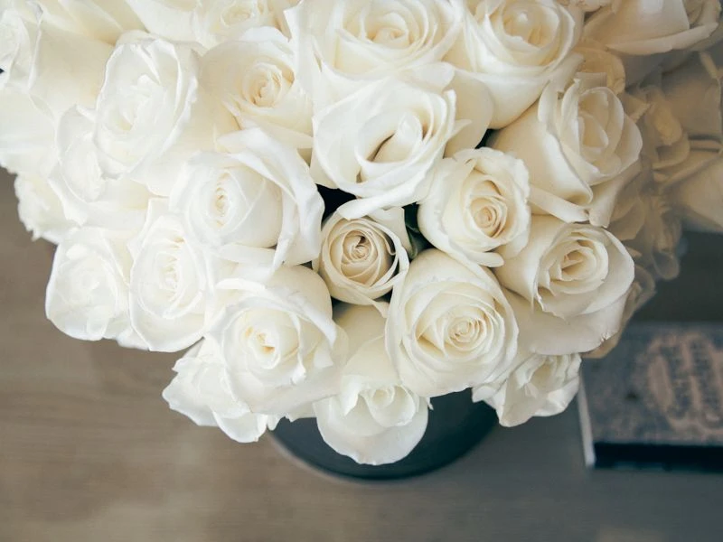 The Rose Dove 6 The Rose Dove - Image 4