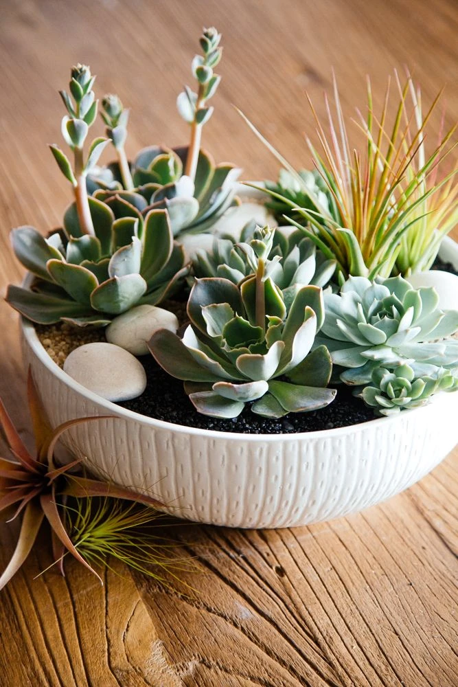 Riverbed Zen 6 Riverbed Zen - Image 4