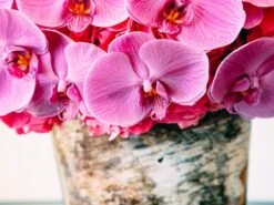 The Summer Dragonfly 8 The Summer Dragonfly -Flower Gift Shop sd071416 4