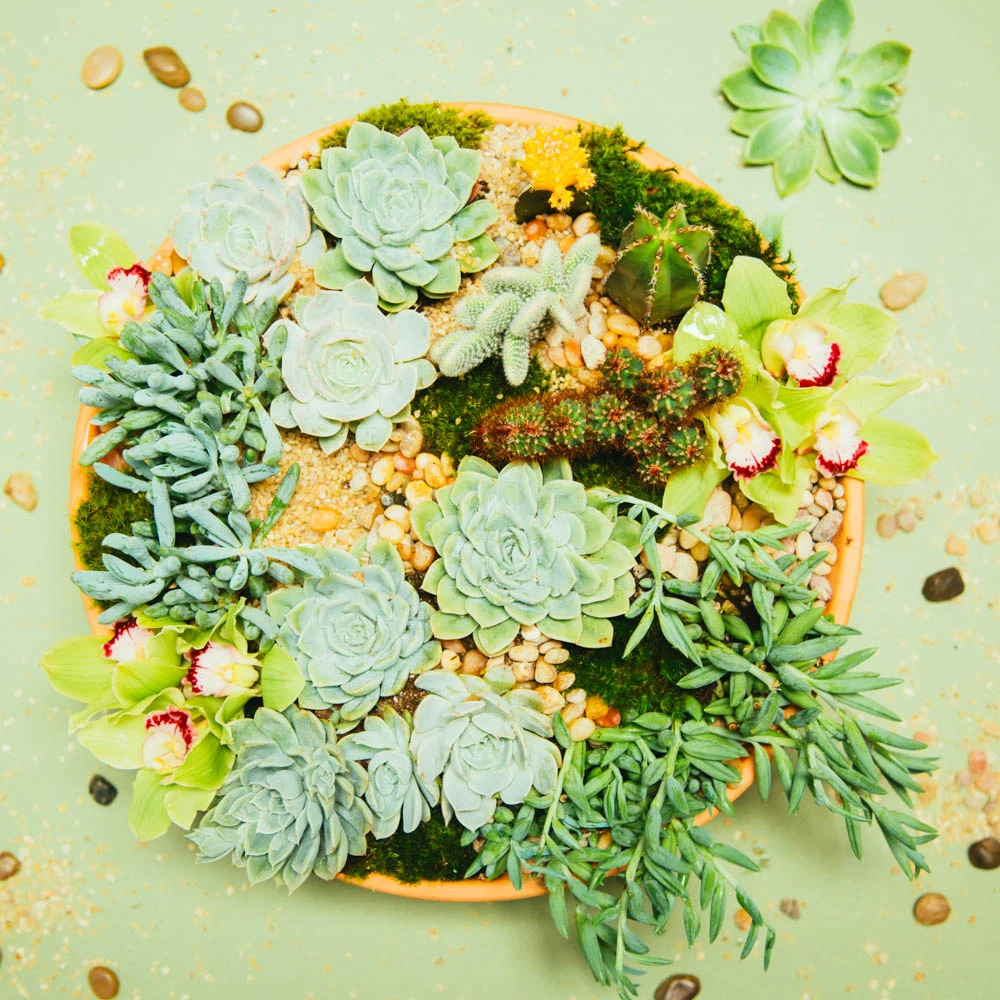 The Saharan Escape 3 The Saharan Escape