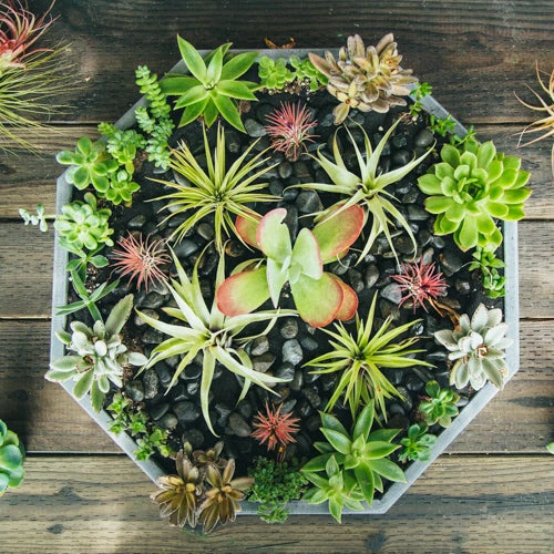 The Sacred Earth 3 The Sacred Earth