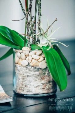 Serenity Orchids 8 Serenity Orchids -Flower Gift Shop serenityorchids1