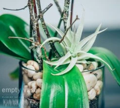 Serenity Orchids 9 Serenity Orchids -Flower Gift Shop serenityorchids2