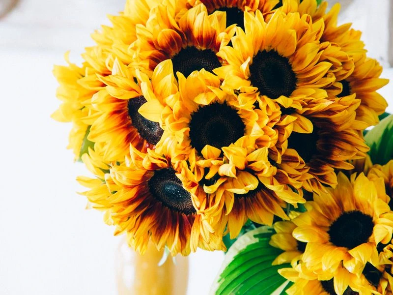 The Summer Sun Flare 4 The Summer Sun Flare - Image 2