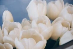 The Serene Garden 8 The Serene Garden -Flower Gift Shop sg090916 4