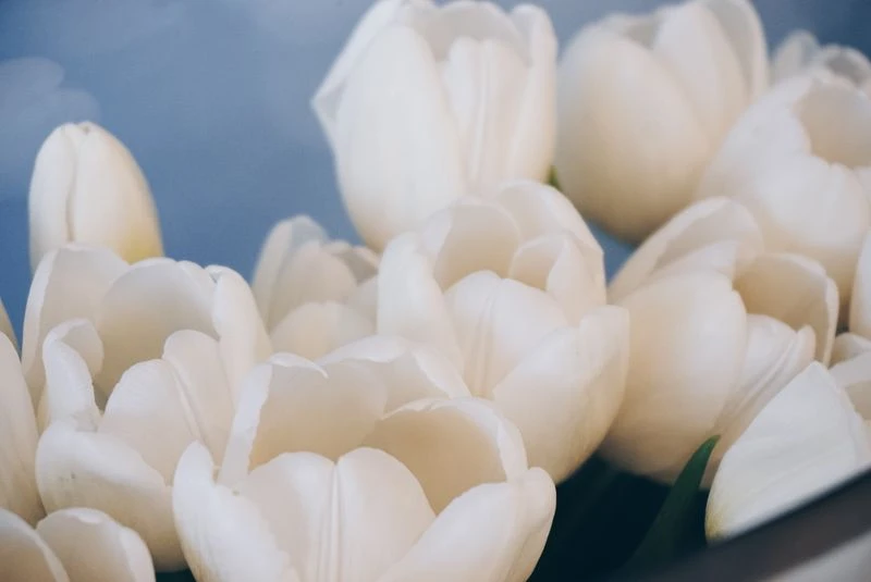 The Serene Garden 5 The Serene Garden - Image 3