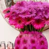 Sweet Pink Daisies 1 Sweet Pink Daisies -Flower Gift Shop spd14 4