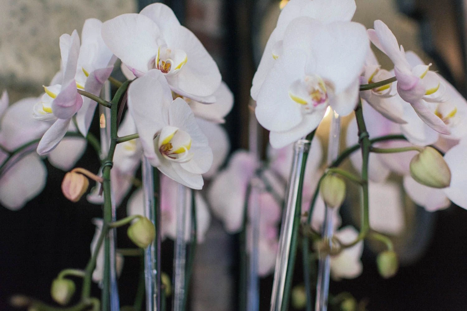 Subtle Elegance 4 Subtle Elegance - Image 2