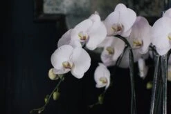 Subtle Elegance 8 Subtle Elegance -Flower Gift Shop subtleelegance1